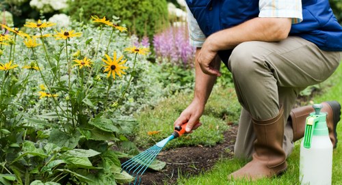 Stump grinding and tree maintenance service in Longlands garden
